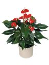 Red Anthurium