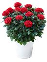 Rosa in pianta