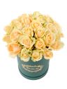 Rose Peach Avalanche