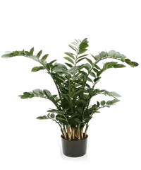 Zamioculcas