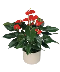 Red Anthurium