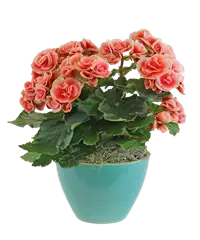 Begonia rosa