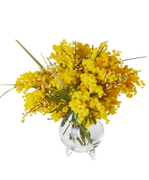 Mimosa