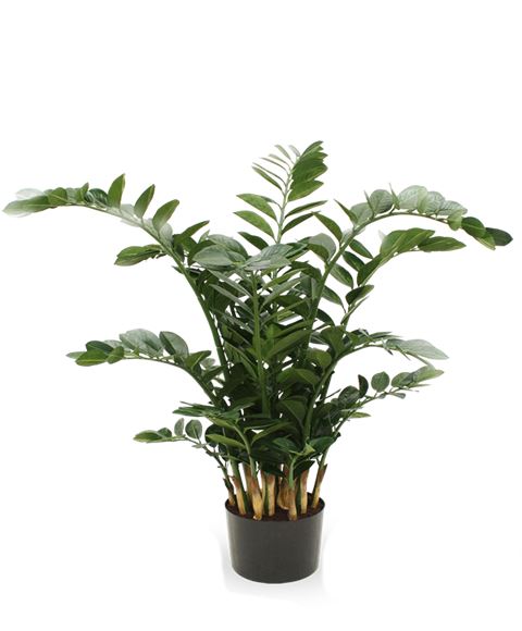 Zamioculcas