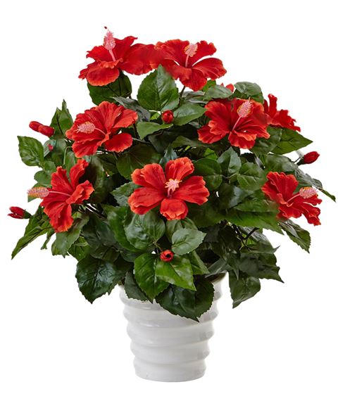 Hibiscus