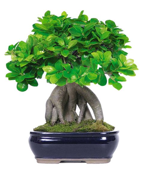 Ginseng