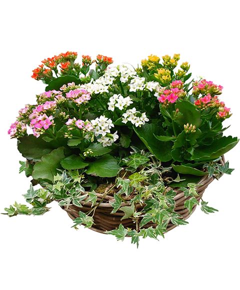 Kalanchoe