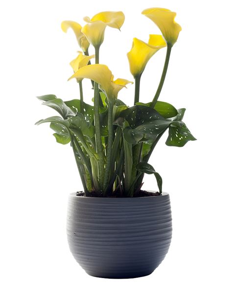 Calla