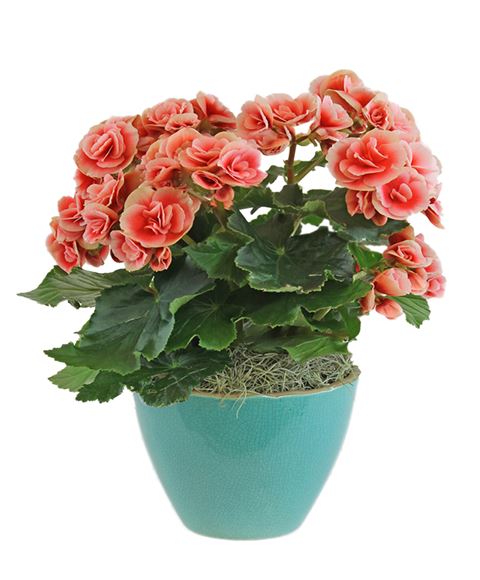 Begonia