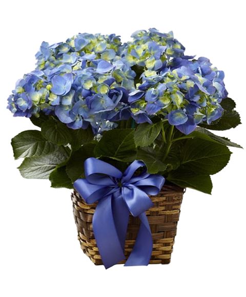 Ortensia blu