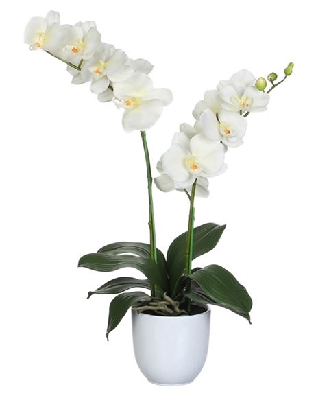 Phalenopsis