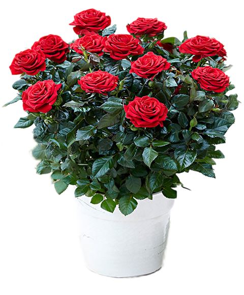 Rosa