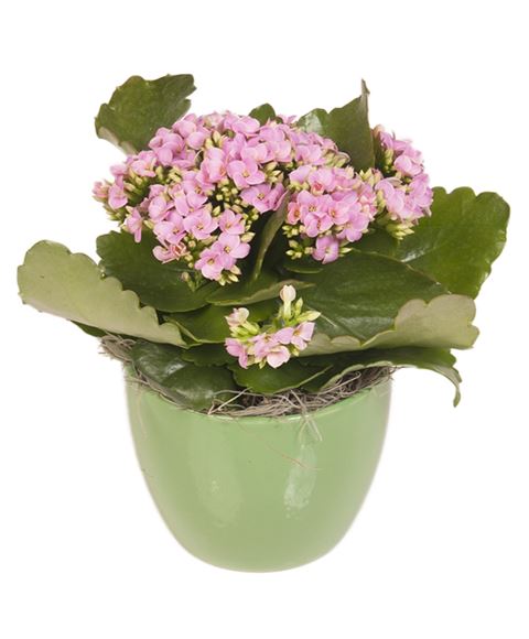 Kalanchoe
