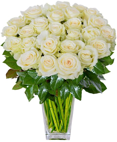 Mazzo di 100 rose rosse qualità extra. Regalare mazzo tondo di rose bianche. Un omaggio per ...