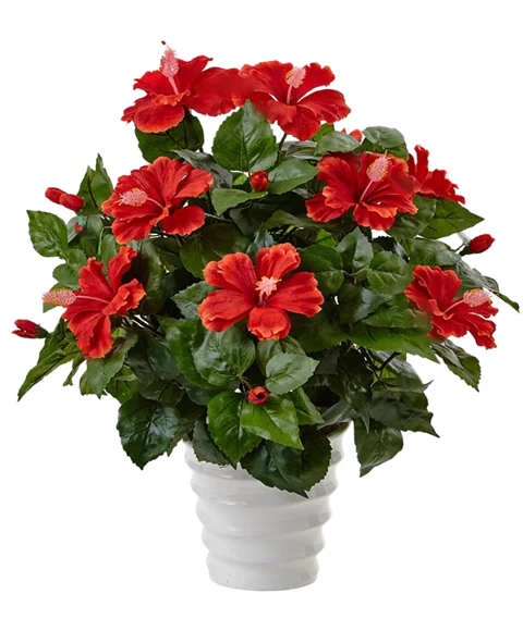 Hibiscus