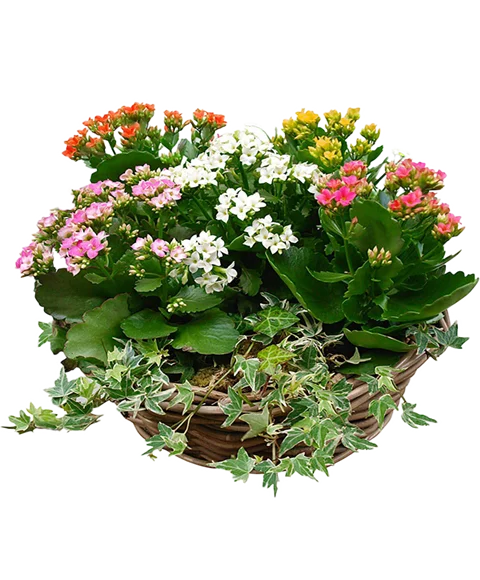 Kalanchoe
