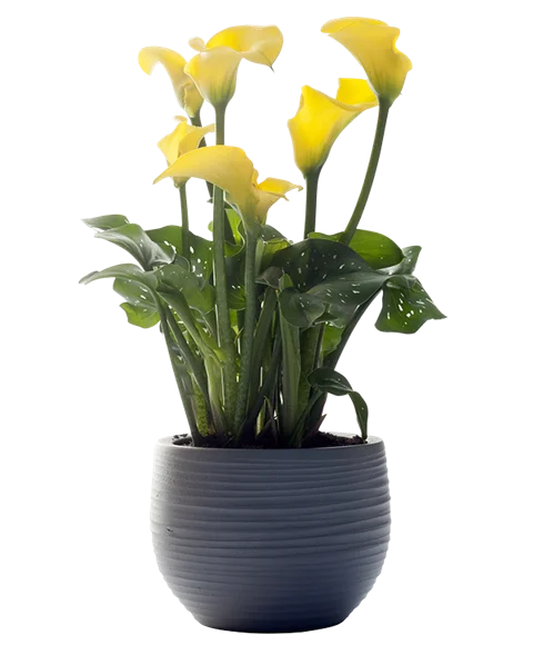 Calla