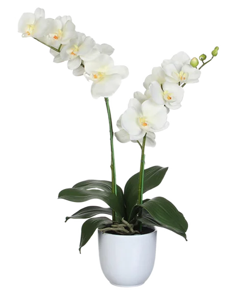 Phalenopsis