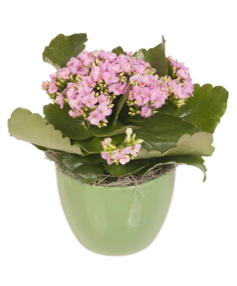 Kalanchoe